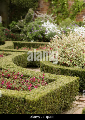 Fuchsia-Garten im Sommer im Hidcote Manor Garden mit Parterre Box umrandeten Betten gefüllt mit Zwerg Fuchsien. Stockfoto