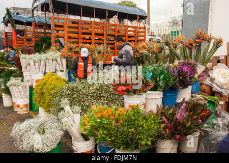 Blumen in Paloquemao Landwirte Blumenmarkt in Bogota, Kolumbien, Südamerika. Stockfoto