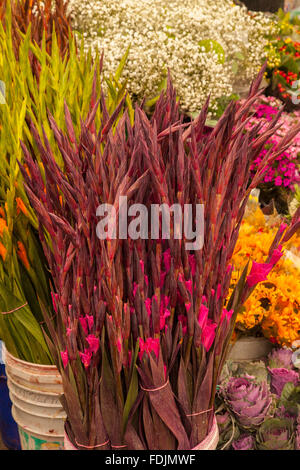 Blumen in Paloquemao Landwirte Blumenmarkt in Bogota, Kolumbien, Südamerika. Stockfoto