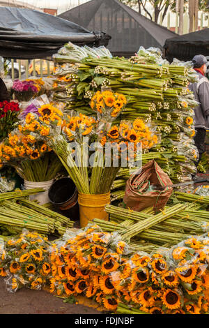 Blumen in Paloquemao Landwirte Blumenmarkt in Bogota, Kolumbien, Südamerika. Stockfoto