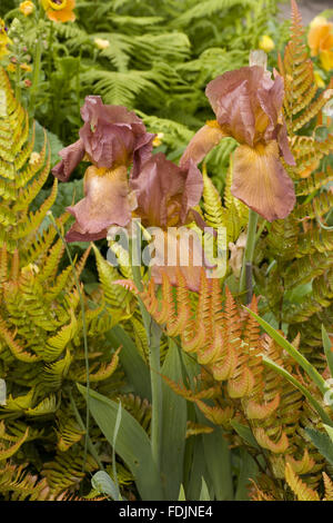 Schöne goldene rotbraun Farbe Kombination von Iris und Dryopteris Erythrosora im Juni in der Cottage-Garten Sissinghurst Castle Garden, in der Nähe von Cranbrook, Kent. Stockfoto