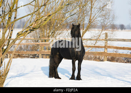 Schwarze Friesisch Pferd im Stall im winter Stockfoto