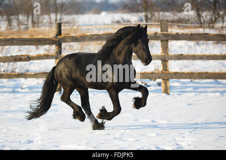 Schwarze Friesisch Pferd im Stall im winter Stockfoto