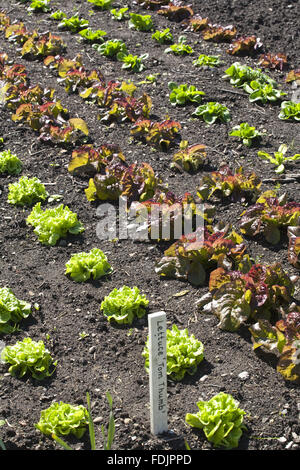 Salate, einschließlich der Sorte "Tom Thumb" von Schulkinder in den Walled Garden in Gibside, Newcastle Upon Tyne angebaut. Walled Garden umfasst 4 Hektar und Lebensmittel aus biologischem Anbau. Stockfoto