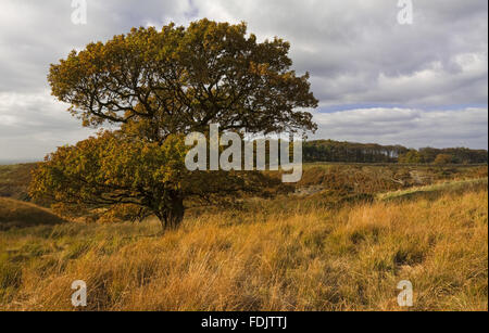 Ein Blick über Park Moor in Richtung Cluses Hay auf Lyme Park Estate, Cheshire, im Oktober. Stockfoto