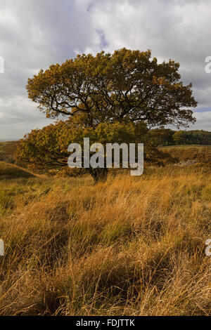 Ein Blick auf einen Baum, Blick über Park Moor in Richtung Cluses Hay auf Lyme Park Estate, Cheshire, im Oktober. Stockfoto