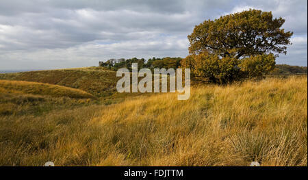 Ein Blick über Park Moor in Richtung Cluses Hay auf Lyme Park Estate, Cheshire, im Oktober. Stockfoto