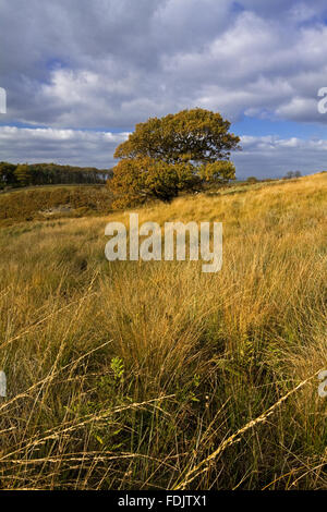 Ein Blick über Park Moor in Richtung Cluses Hay auf Lyme Park Estate, Cheshire, im Oktober. Stockfoto