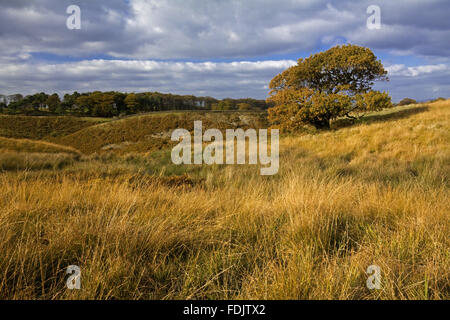 Ein Blick über Park Moor in Richtung Cluses Hay auf Lyme Park Estate, Cheshire, im Oktober. Stockfoto