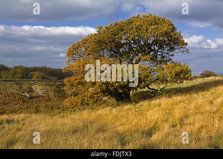 Ein Blick über Park Moor in Richtung Cluses Hay auf Lyme Park Estate, Cheshire, im Oktober. Stockfoto