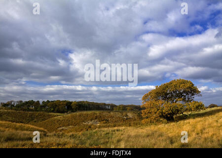 Ein Blick über Park Moor in Richtung Cluses Hay auf Lyme Park Estate, Cheshire, im Oktober. Stockfoto