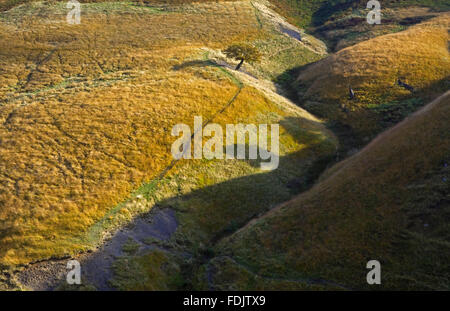 Baum in Cluses Hay auf Lyme Park Estate, Cheshire, im Oktober. Stockfoto