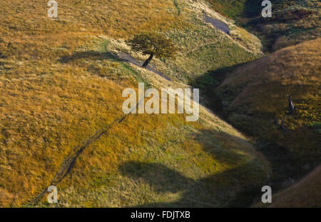 Baum in Cluses Hay auf Lyme Park Estate, Cheshire, im Oktober. Stockfoto