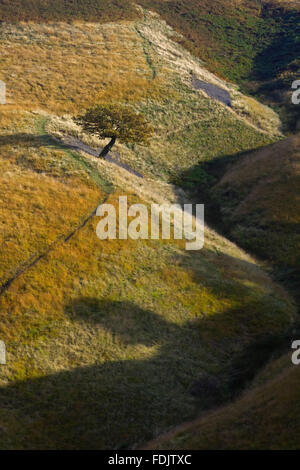 Baum in Cluses Hay auf Lyme Park Estate, Cheshire, im Oktober. Stockfoto