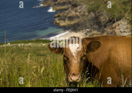 Kuh auf der Klippe Beweidung auf Bosigran Farm, Cornwall. Stockfoto