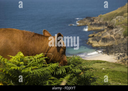 Kuh auf der Klippe Beweidung auf Bosigran Farm, Cornwall. Stockfoto