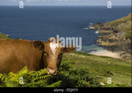 Kuh auf der Klippe Beweidung auf Bosigran Farm, Cornwall. Stockfoto