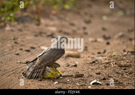 Eurasische Sperber (Accipiter Nisus) Angriff auf ein gelb-Footed grüne Taube (Treron Phoenicoptera) auf einen Wald zu verfolgen, in Rantha Stockfoto