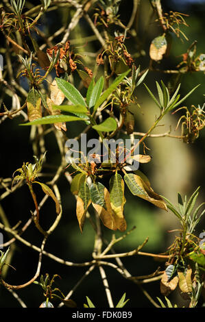 Zeichen der Pilzkrankheit Phytophthora Ramorum - auch bekannt als plötzlicher Eiche Tod am Rhododendron Trengwainton Garden, Cornwall. Der Pilz wurde geglaubt, um aus Amerika und aufgrund unserer nun wärmere Klima herübergebracht, es blüht in th Stockfoto