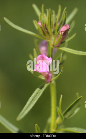 Geringerem Snapdragon (Misopates Orontium) auf höhere Brownstone-Farm bei Kingswear, Devon. Es ist eine landwirtschaftliche Anlage, gebürtig aus gestörten Boden und Ackerland. Die kleine rosa Blume ähnelt einem Miniatur-Snapdragon, gefolgt von eine behaarte grüne Frucht Stockfoto