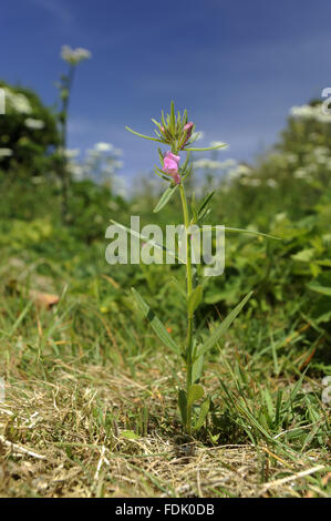 Geringerem Snapdragon (Misopates Orontium) auf höhere Brownstone-Farm bei Kingswear, Devon. Es ist eine landwirtschaftliche Anlage, gebürtig aus gestörten Boden und Ackerland. Die kleine rosa Blume ähnelt einem Miniatur-Snapdragon, gefolgt von eine behaarte grüne Frucht Stockfoto