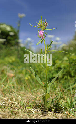 Geringerem Snapdragon (Misopates Orontium) auf höhere Brownstone-Farm bei Kingswear, Devon. Es ist eine landwirtschaftliche Anlage, gebürtig aus gestörten Boden und Ackerland. Die kleine rosa Blume ähnelt einem Miniatur-Snapdragon, gefolgt von eine behaarte grüne Frucht Stockfoto