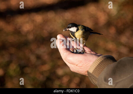 Mésange Vogel Fütterung von einem Mann die hand, Sofia, Bulgarien Stockfoto