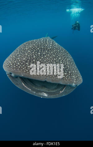 Mann, Schwimmen mit Walhai, Cenderawasih-Bucht, Papua, Indonesien Stockfoto