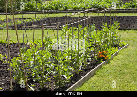 Dicke Bohnen im Juni in den Walled Garden umfasst 4 Hektar auf Gibside, Newcastle Upon Tyne. Gemüse wachsen organisch in den Walled Garden. Stockfoto