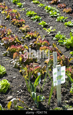 Salate und Salatblätter von Schulkinder in den Walled Garden in Gibside, Newcastle Upon Tyne angebaut. Walled Garden umfasst 4 Hektar und Lebensmittel aus biologischem Anbau. Stockfoto