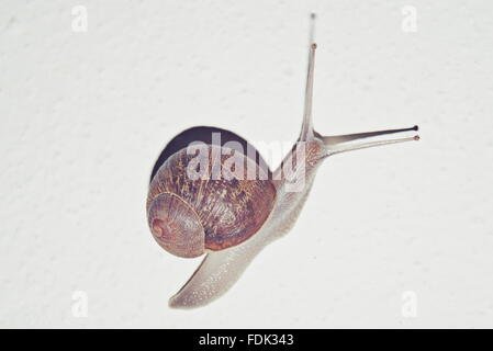 Porträt einer Schnecke Stockfoto