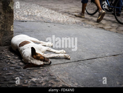 Schlafende Straßenhund ruht auf dem Bürgersteig Stockfoto