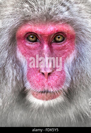 Close-up Portrait von einem Schnee-Affe, Nagano, Honshu, Japan Stockfoto