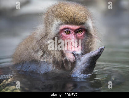 Schnee-Affe-Baden und Blick auf hand in heißen Quellen, Nagano, Honshu, Japan Stockfoto