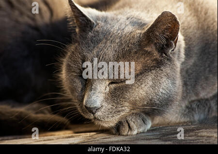 Porträt einer schlafenden Katze Russisch Blau Stockfoto