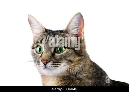 Neugierige Tabby Katze auf weißem Hintergrund Stockfoto