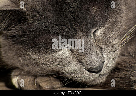 Porträt einer schlafenden Katze Russisch Blau Stockfoto