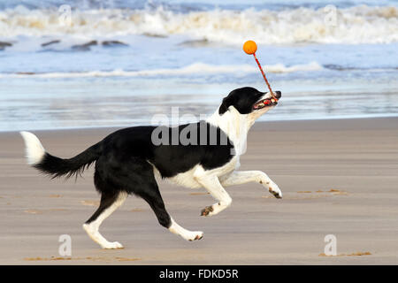 New Brighton, Wirral, UK 1. Februar 2016. UK-Wetter: "Zak" der Collie trifft Henry Sturm auf New Brighton Promenade.  Er nutzt seine gute Form um den Ball zu drehen, wie er läuft nach dem sein Spielzeug aus den eingehenden Flut abrufen. Bildnachweis: Cernan Elias/Alamy Live-Nachrichten Stockfoto