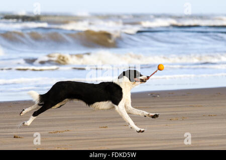 New Brighton, Wirral, UK 1. Februar 2016. UK-Wetter: "Zak" der Collie trifft Henry Sturm auf New Brighton Promenade.  Er nutzt seine gute Form um den Ball zu drehen, wie er läuft nach dem sein Spielzeug aus den eingehenden Flut abrufen. Bildnachweis: Cernan Elias/Alamy Live-Nachrichten Stockfoto