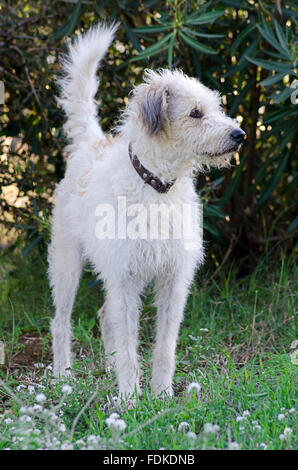 Vorderansicht der Terrier stehen im Garten Stockfoto