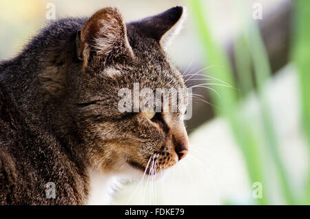 Porträt einer Tabby Katze im Profil Stockfoto