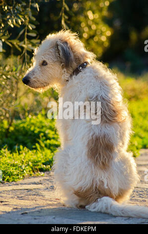 Rückansicht des ein Terrier Mischling, sitzen im freien Stockfoto