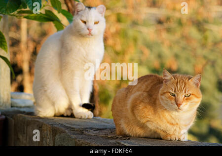 Zwei Katzen auf einer Mauer sitzend und Blick in die Kamera Stockfoto