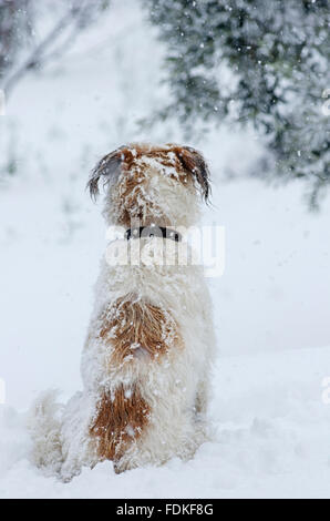 Rückansicht des ein Terrier Mischling sitzen im Schnee Stockfoto