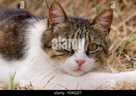Katze liegend in Trockenrasen und Blick direkt in die Kamera Stockfoto