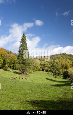 Alten Parklandschaft Bäume im Park Woodchester, Gloucestershire. Stockfoto