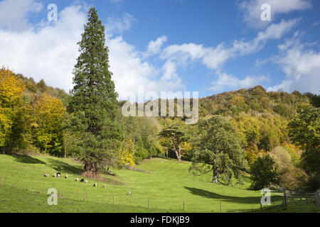 Alten Parklandschaft Bäume im Park Woodchester, Gloucestershire. Stockfoto