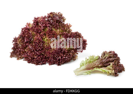 Frischen Lollo Rosso Salat und ein Blatt auf weißem Hintergrund Stockfoto