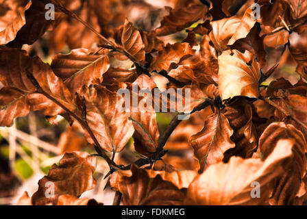 Abgestorbene Blätter der Buche, Fagus sylvatica Stockfoto