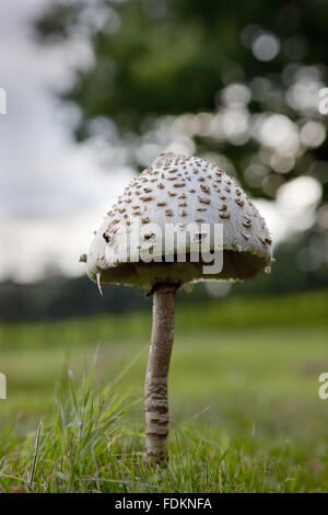 Pilze wachsen durch den Antrieb im August an Emmetts Garden, Kent. Stockfoto